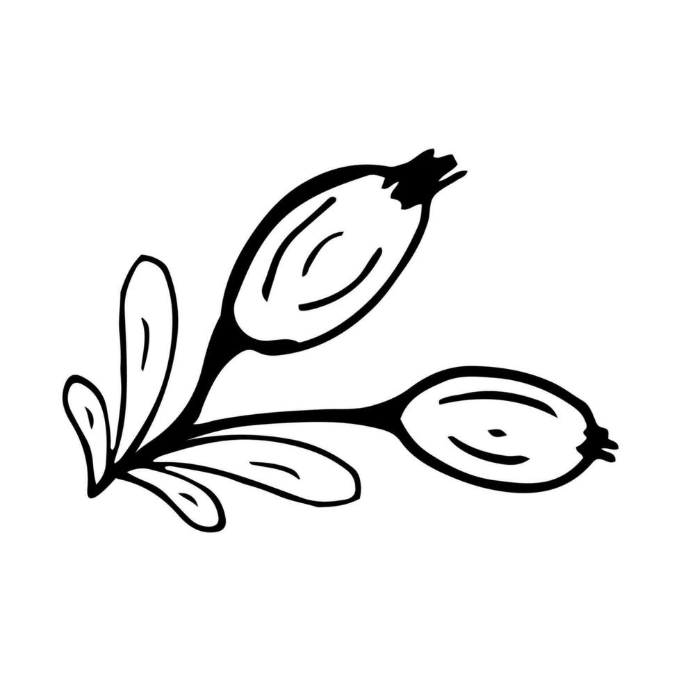 Rose hip in line style. Isolated hand drawing berry vector illustration. Doodle simple outline.