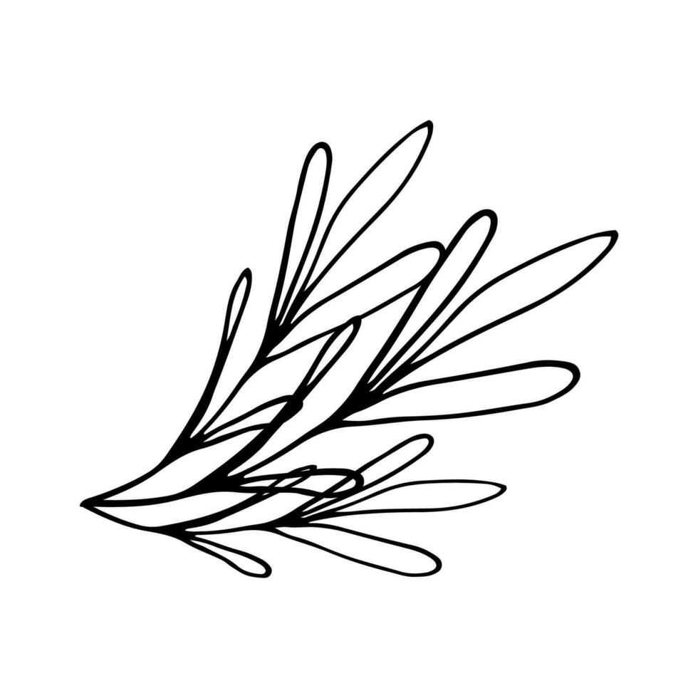 Leaf in line style. Isolated hand drawing greenery vector illustration. Doodle olive leaf outline.