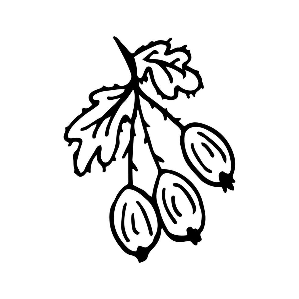Gooseberry in line style. Isolated hand drawing sour berry vector illustration. Doodle outline.