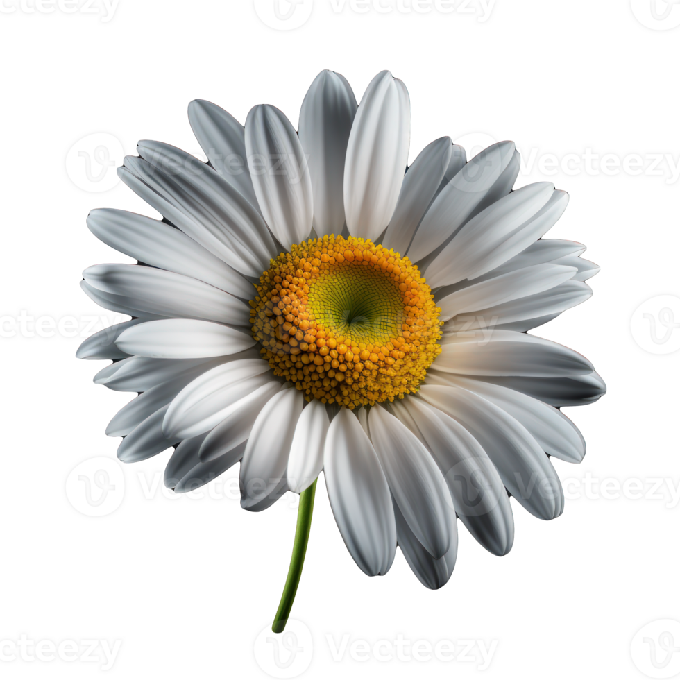 A lifelike daisy bloom seemingly floats in space, its delicate petals and bright yellow center on full display against a clear, transparent background. png
