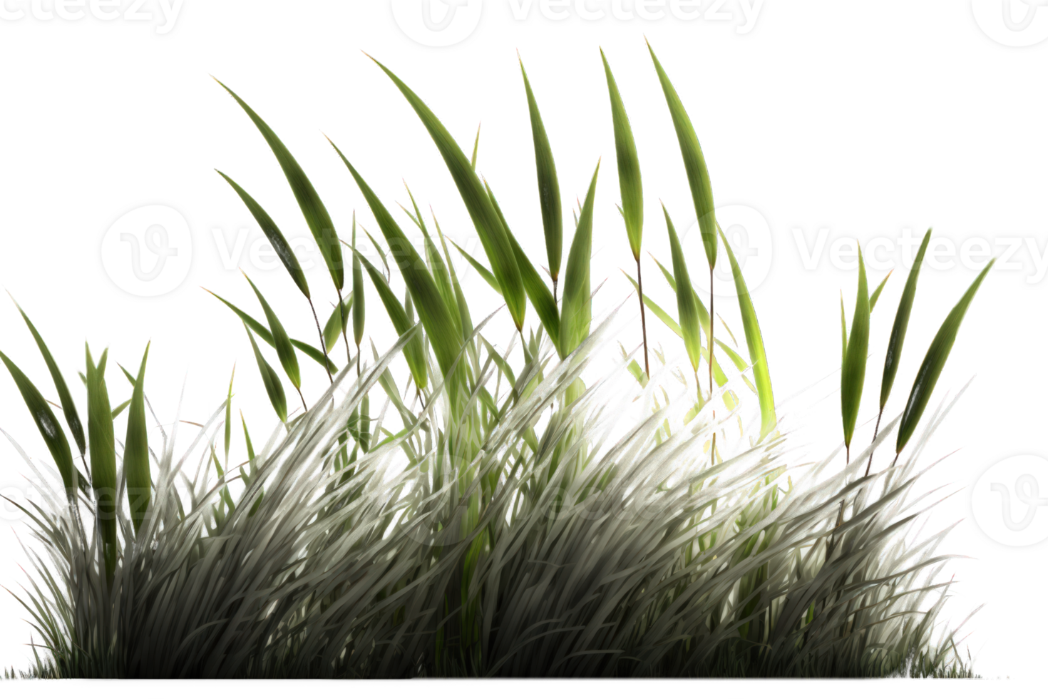 A stunning image of a lush green line of grass set against a clear and transparent background. png