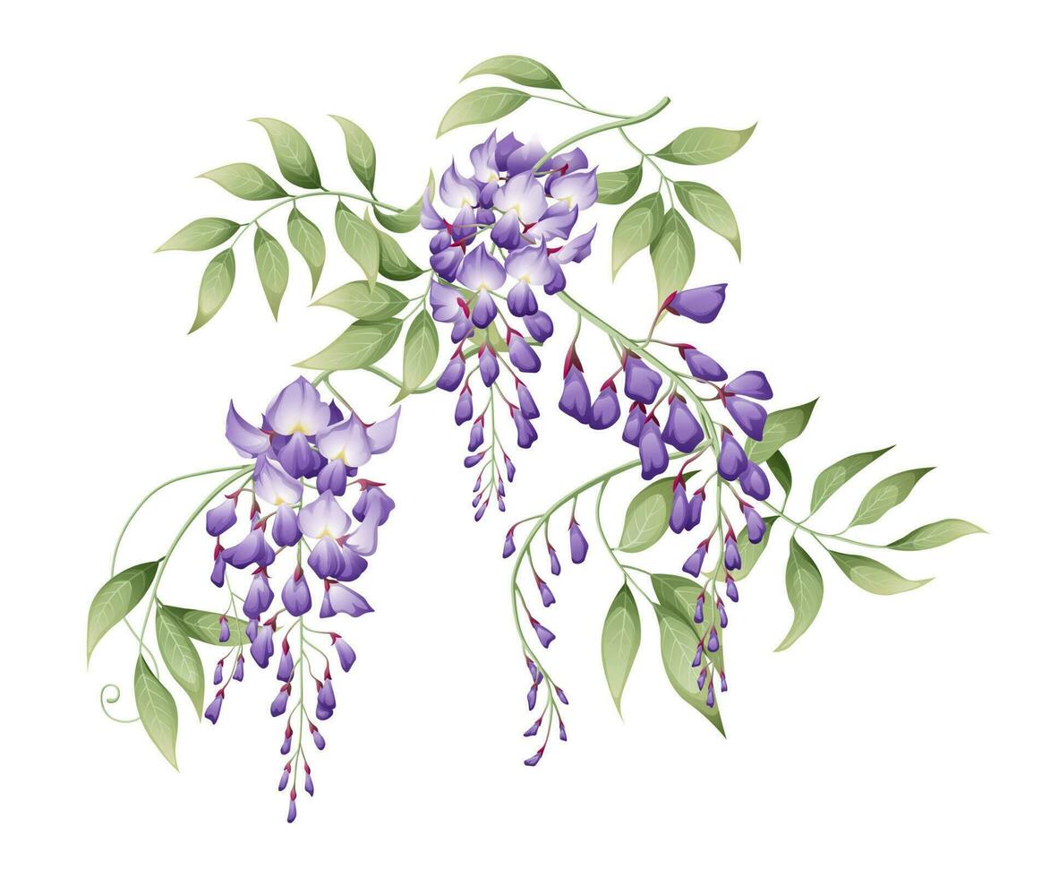 Vector illustration of a branch of wisteria with green leaves. Great for decorating cards, invitations, etc