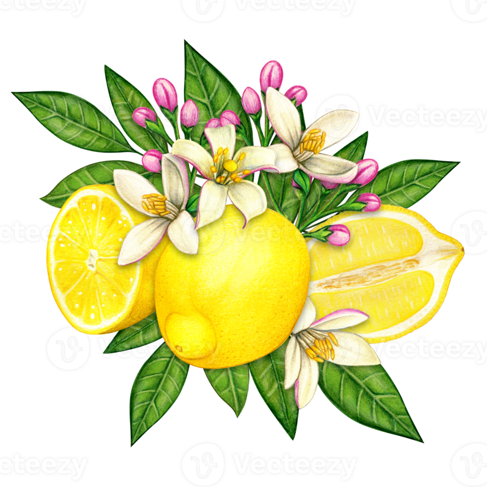 watercolor elegant lemon compositions png