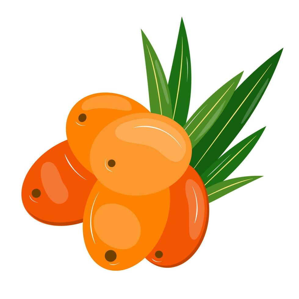 Hippophae on the white background. Hippophae with leaves vector