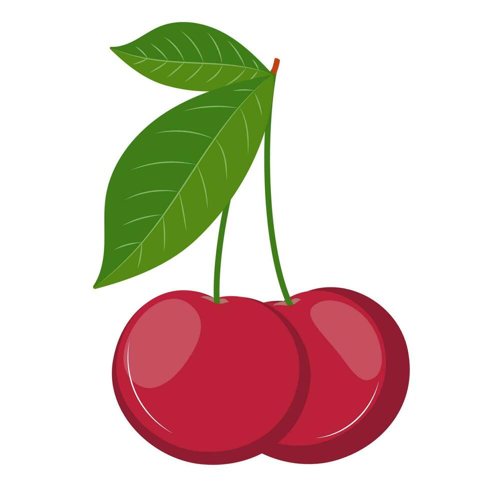 Ripe cherry. Cherry with leaves. Cherry illustration on the white background vector