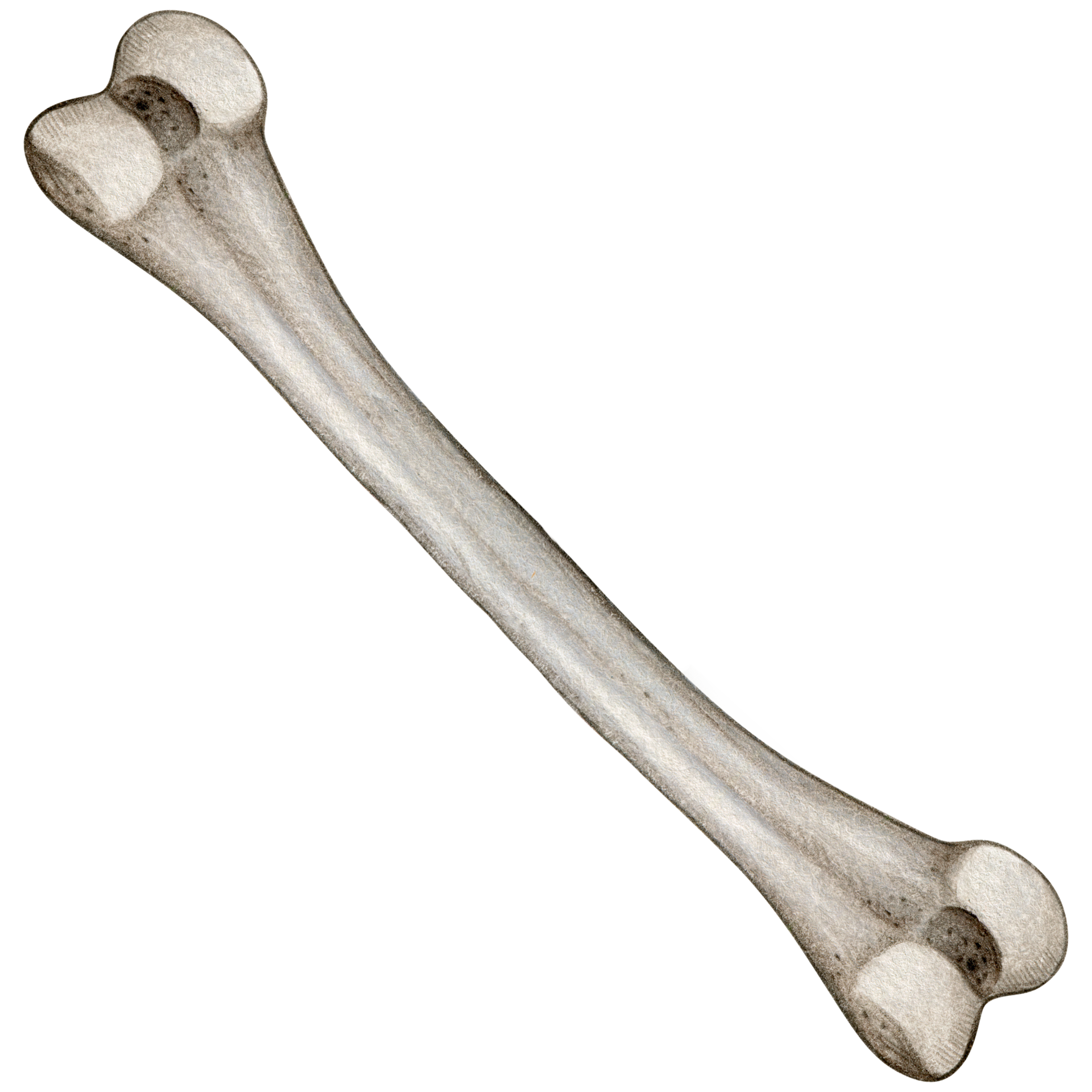 Watercolor hand drawn realistic human bones 23290157 PNG