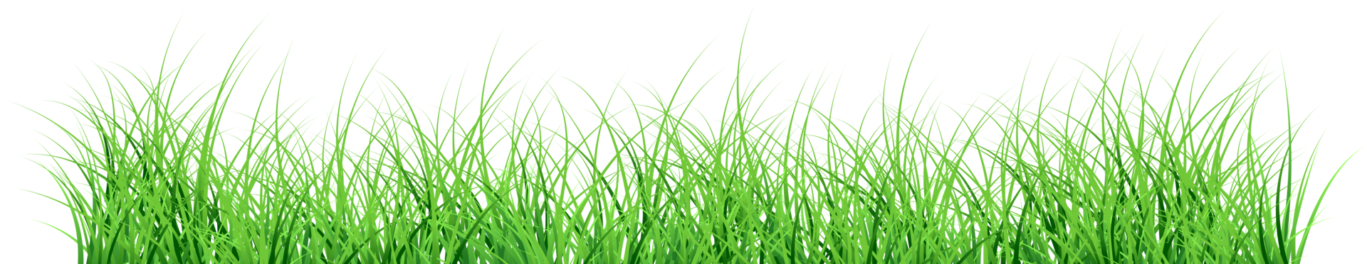 grass transparent background png