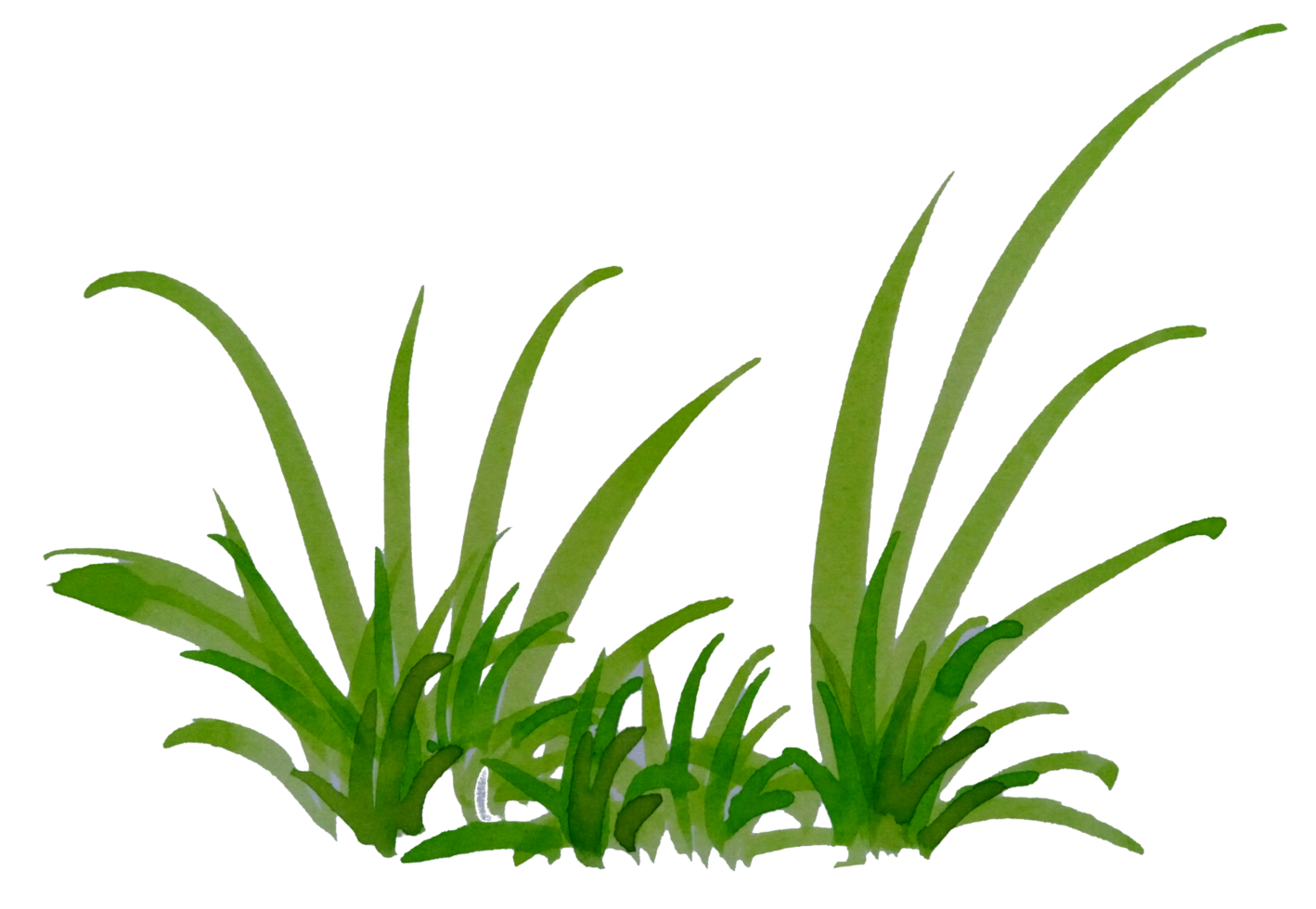 watercolor grass. hand drawn grass png