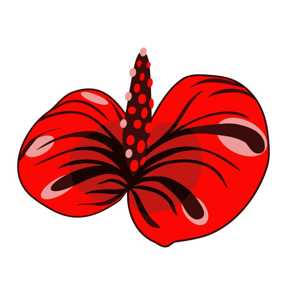 Anthurium houseplant floral  illustration vector