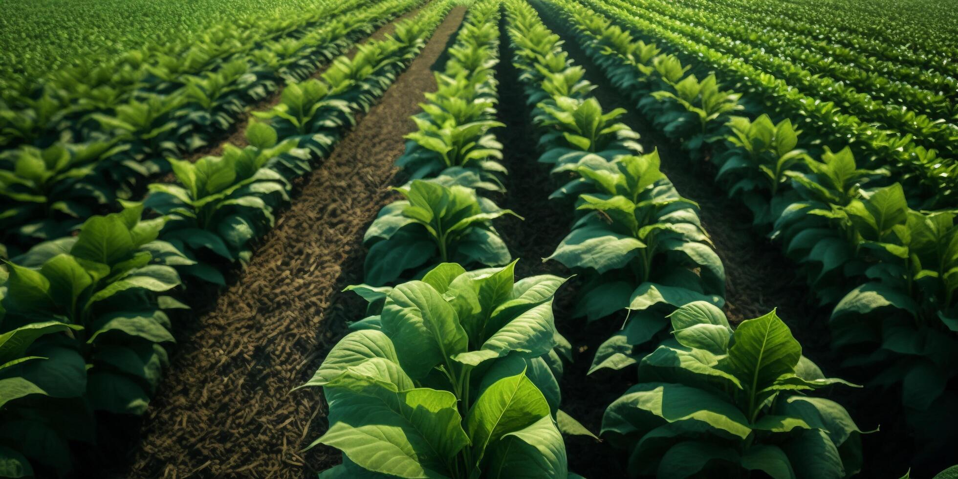 The plant field with . photo