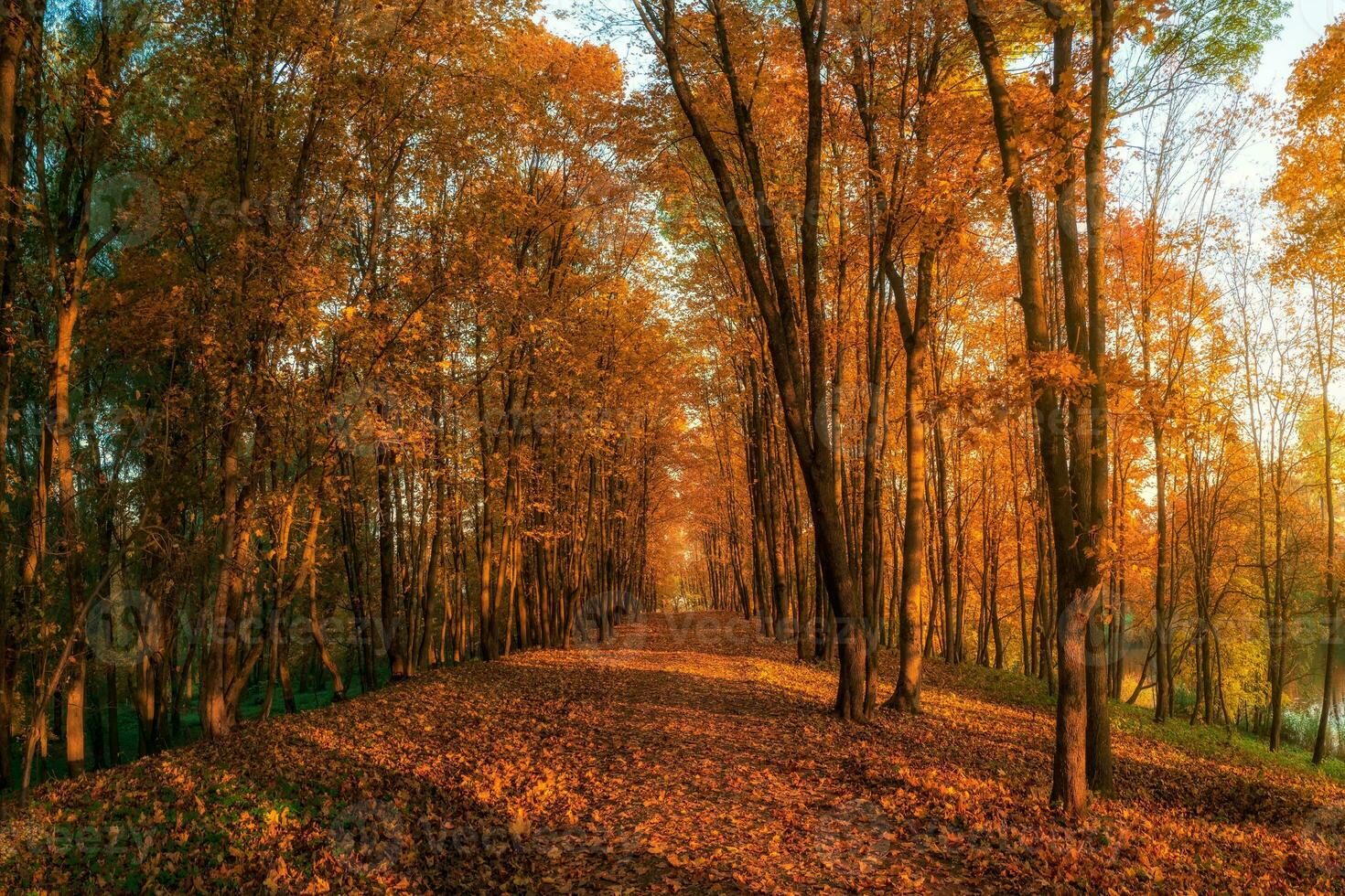 suave enfocar. soleado callejón con arces en el otoño parque. otoño hoja caer. un camino en un soleado otoño parque con que cae hojas. foto