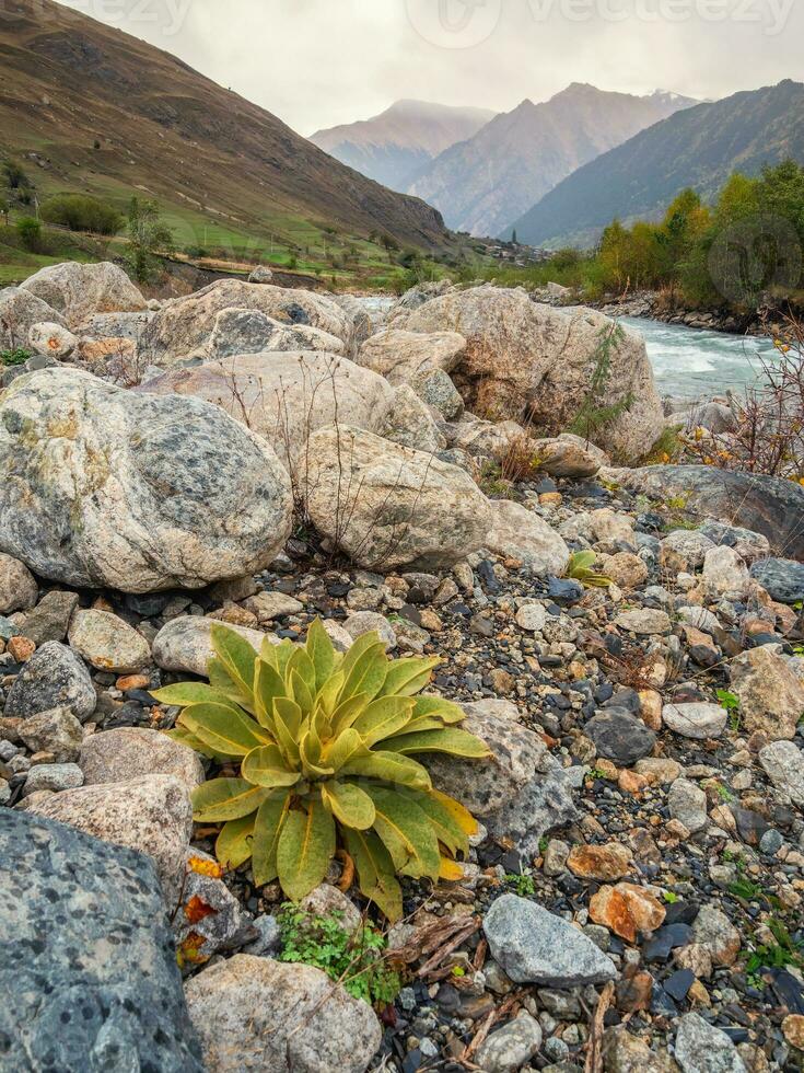 Beautiful green bush in front of high mountains in Caucasus region. Vertical view. photo
