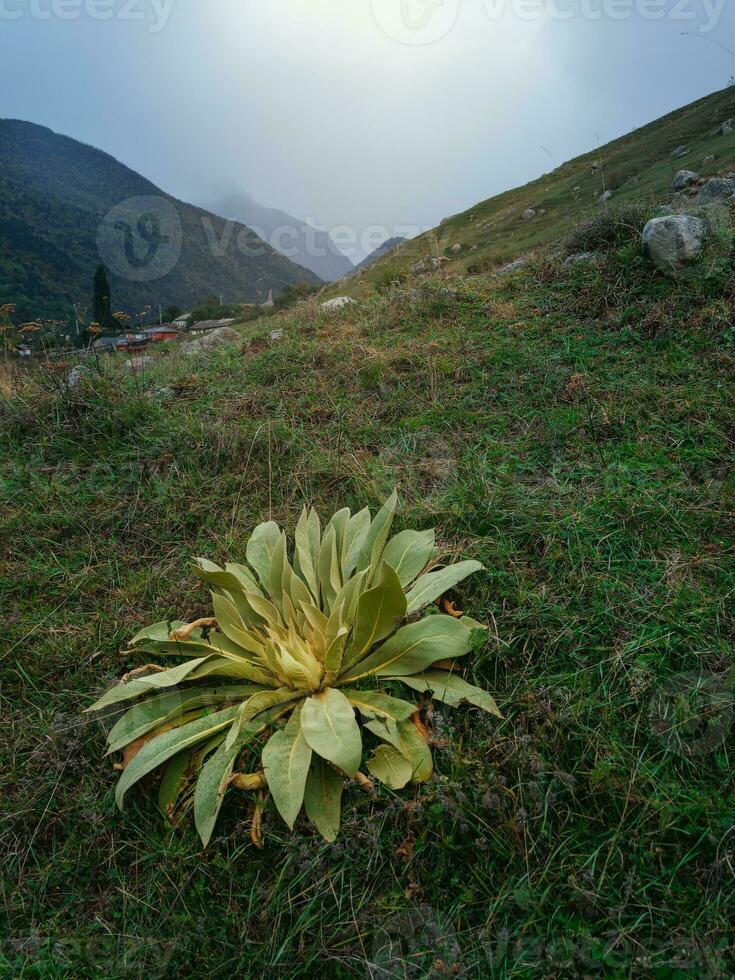 hermosa verde gordolobo arbusto en frente de alto noche montañas en Cáucaso región. gordolobo planta en sus primero año. vertical vista. foto