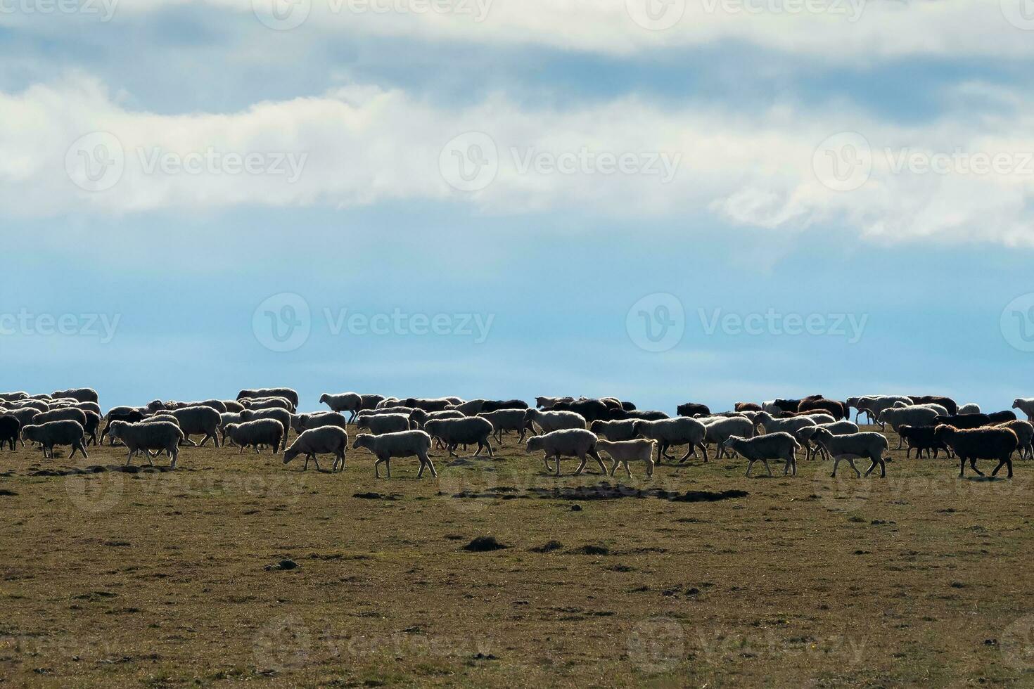 Herd of sheep in a field. Herd of sheep on a background blue clo photo