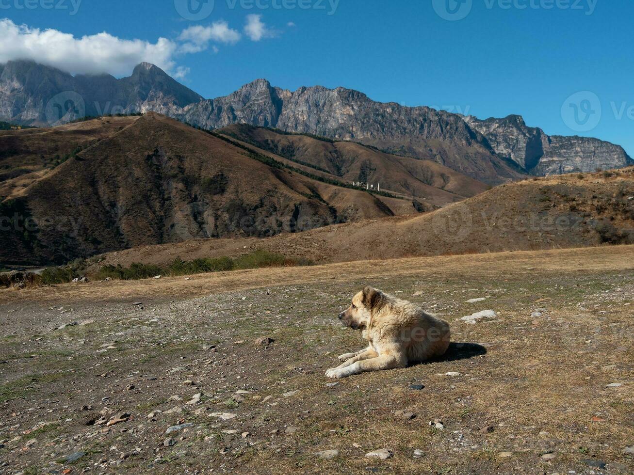 Beautiful breed male Central Asian Shepherd dog lies with a proud head. Alabai on mount background. photo
