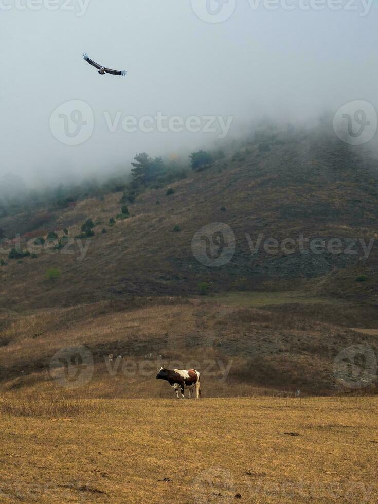 Black eagle flies over a lonely cow in a mountain misty pasture. Mystical vertical mountain landscape with a grazing cow. photo