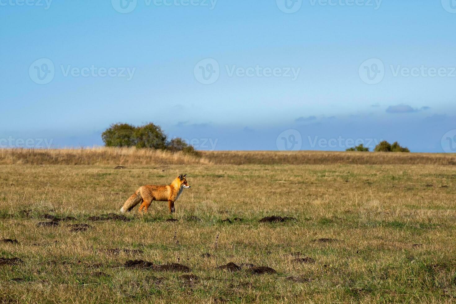 Red fox in the field is looking for prey. Wild fox in a grassy field looking into the distance. photo