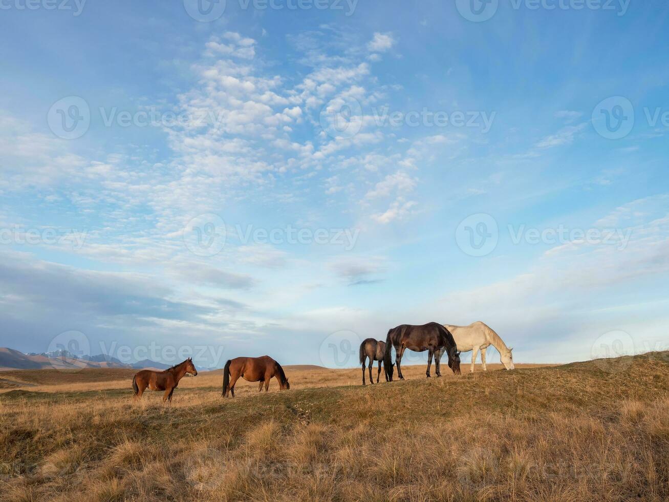 Herd of horses on a mountain pasture. Beautiful horses in an autumn meadow poses against the background of a white snow-covered mountain. photo