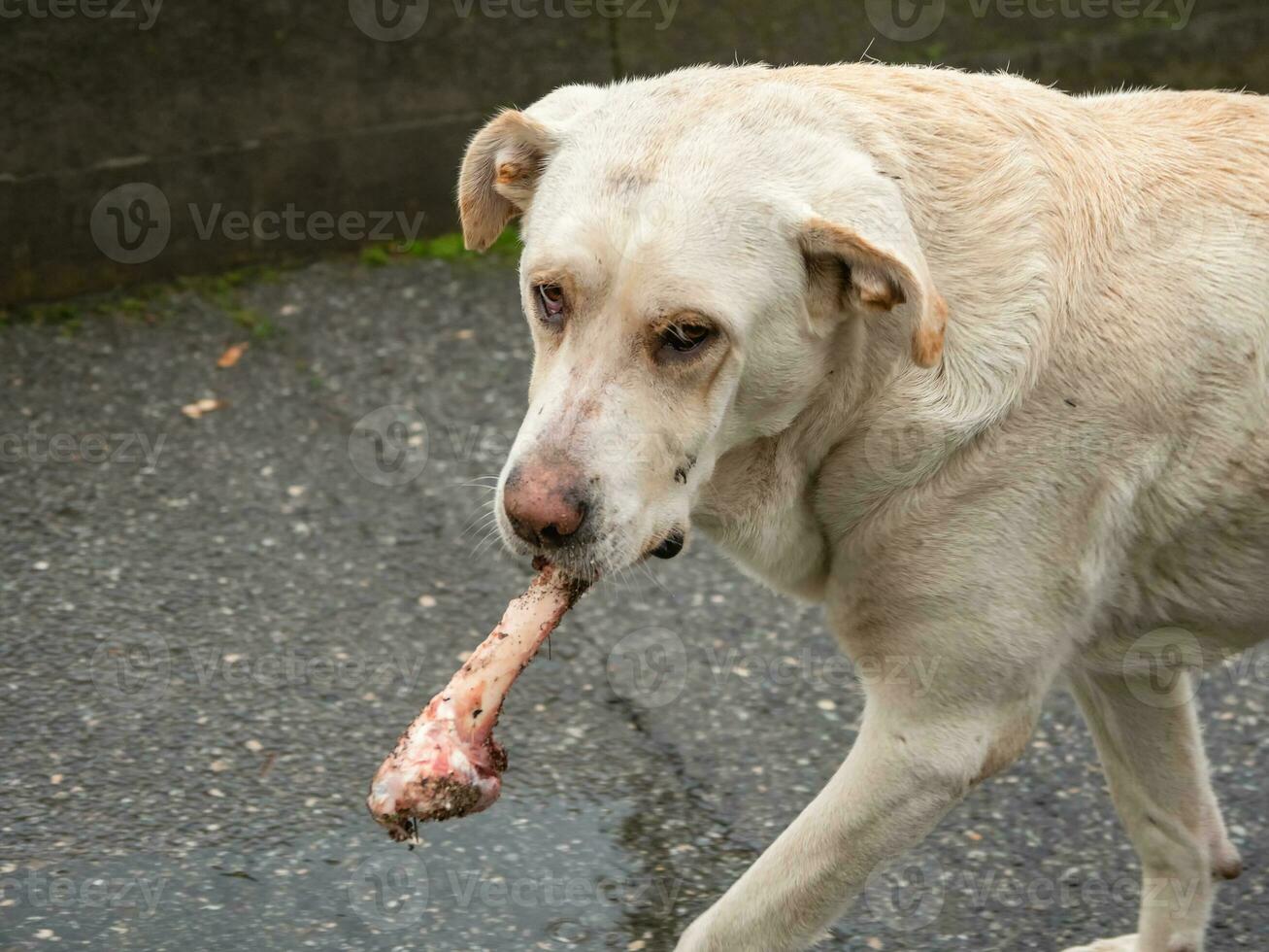 Portrait of a dog with a bone in its teeth. Mongrel abandoned Ce photo