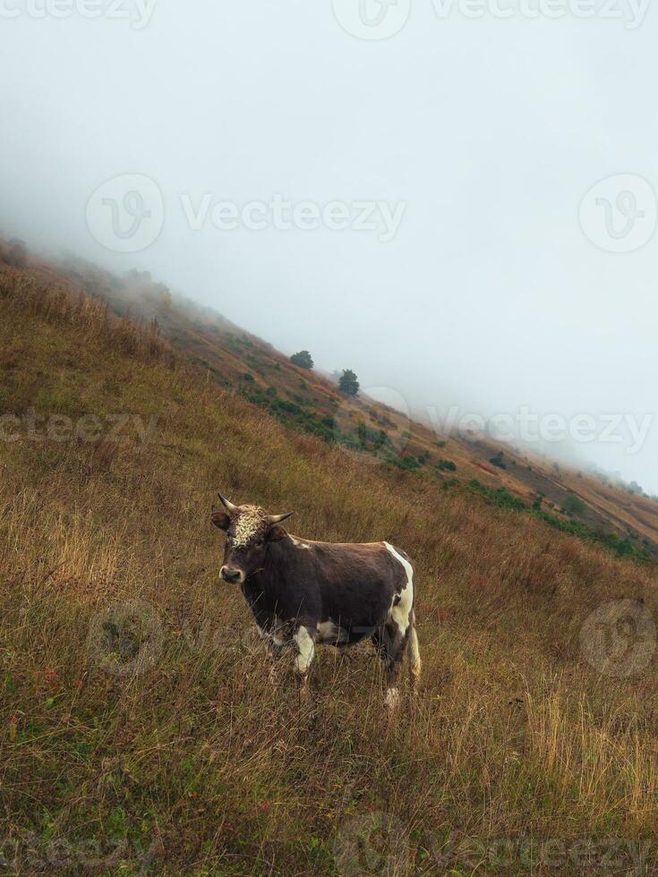 Funny young brown bull with a curly forehead poses on a misty steep mountain slope. photo