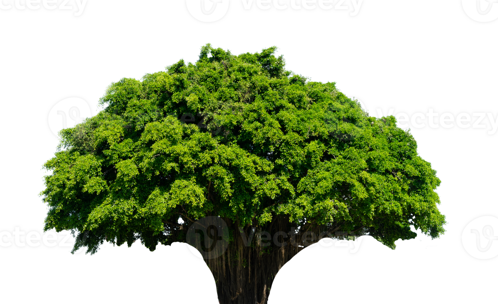 Majestic Banyan tree isolated element png