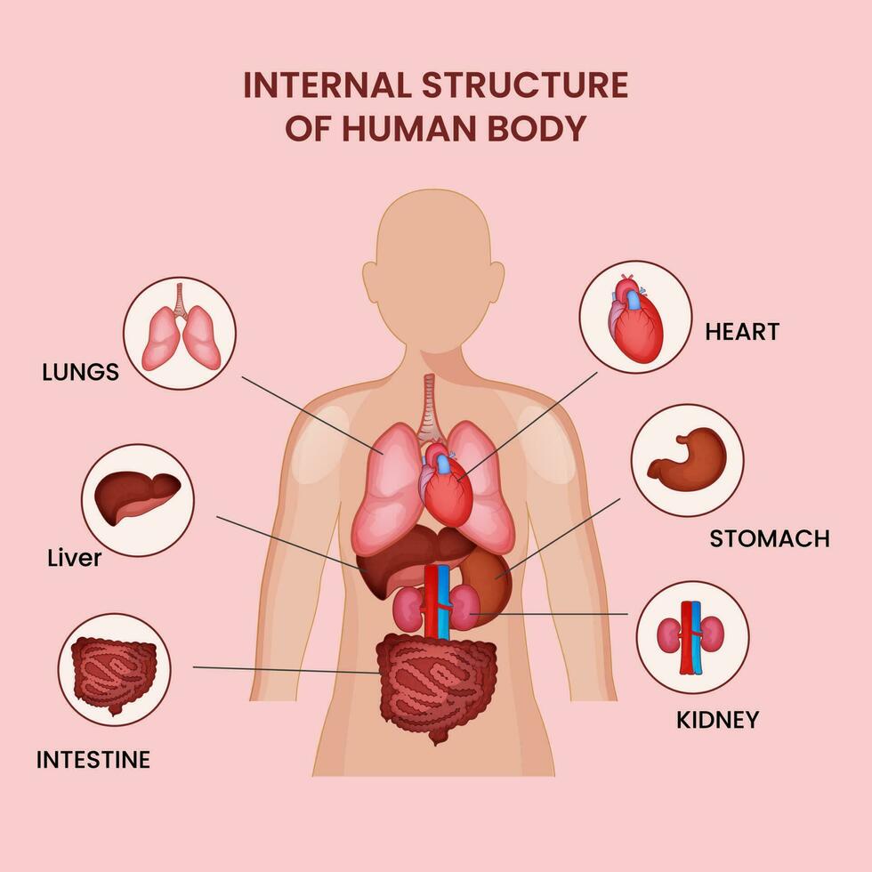 Internal Structure Of Human Body With Part Info On Pink Background. vector