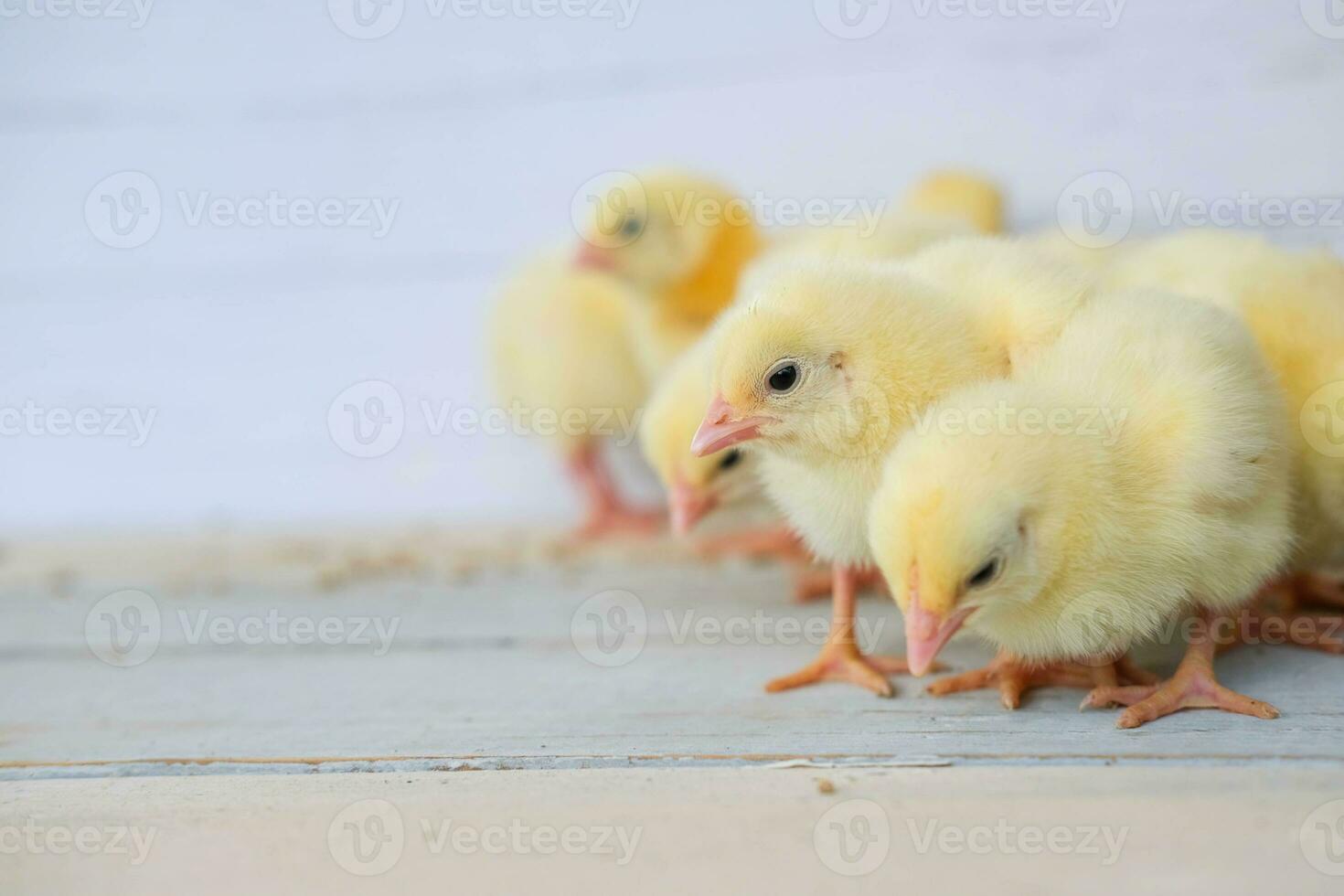 Close-up of yellow chickens on the floor, Beautiful yellow little chickens , Group of yellow chickens photo
