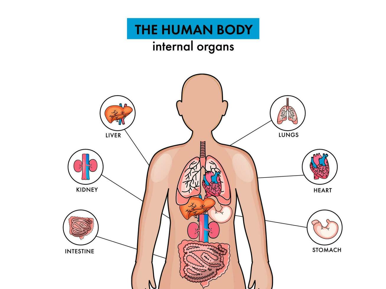 Anatomy Of The Human Body Internal Organs On White Background. vector