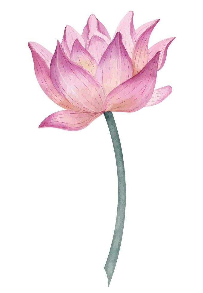 Lotus Flower. Hand drawn watercolor illustration of Water Lily on isolated background for Spa design. Botanical drawing of waterlily. Floral sketch of blooming Asian plant for weeding invitations vector