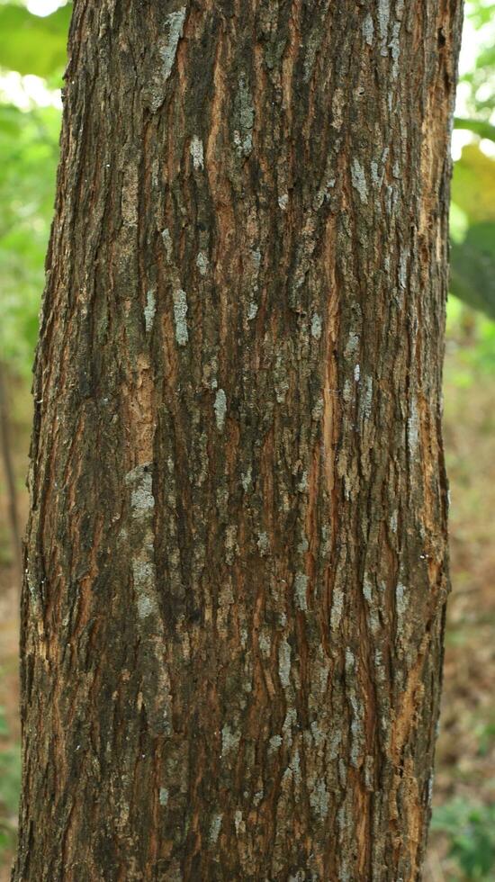 Tree trunk isolated from background photo