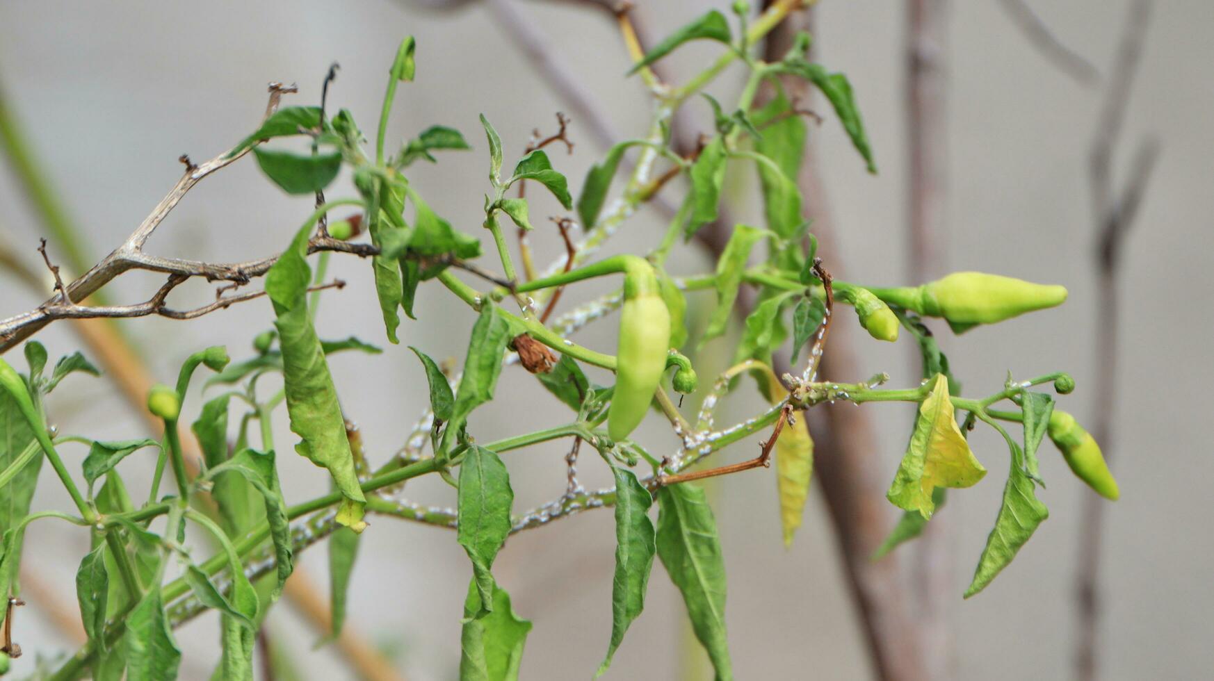 Dry red chili peppers hang on bush. photo