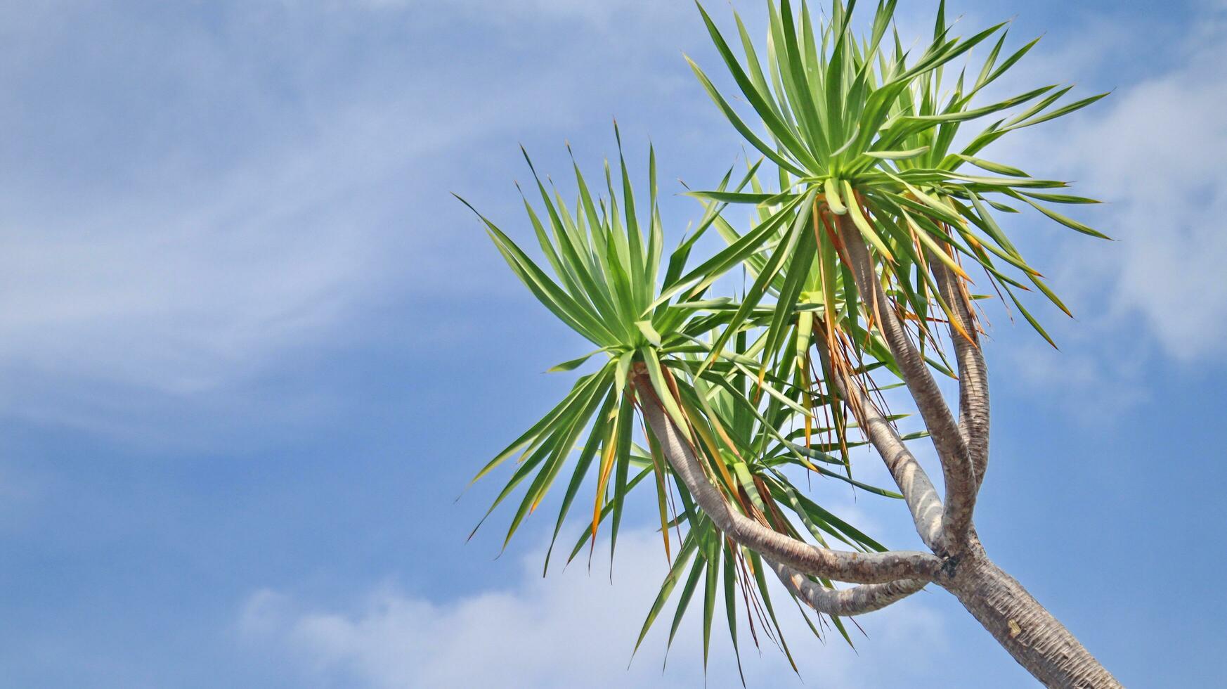 hermosa tropical planta pandanus árbol foto