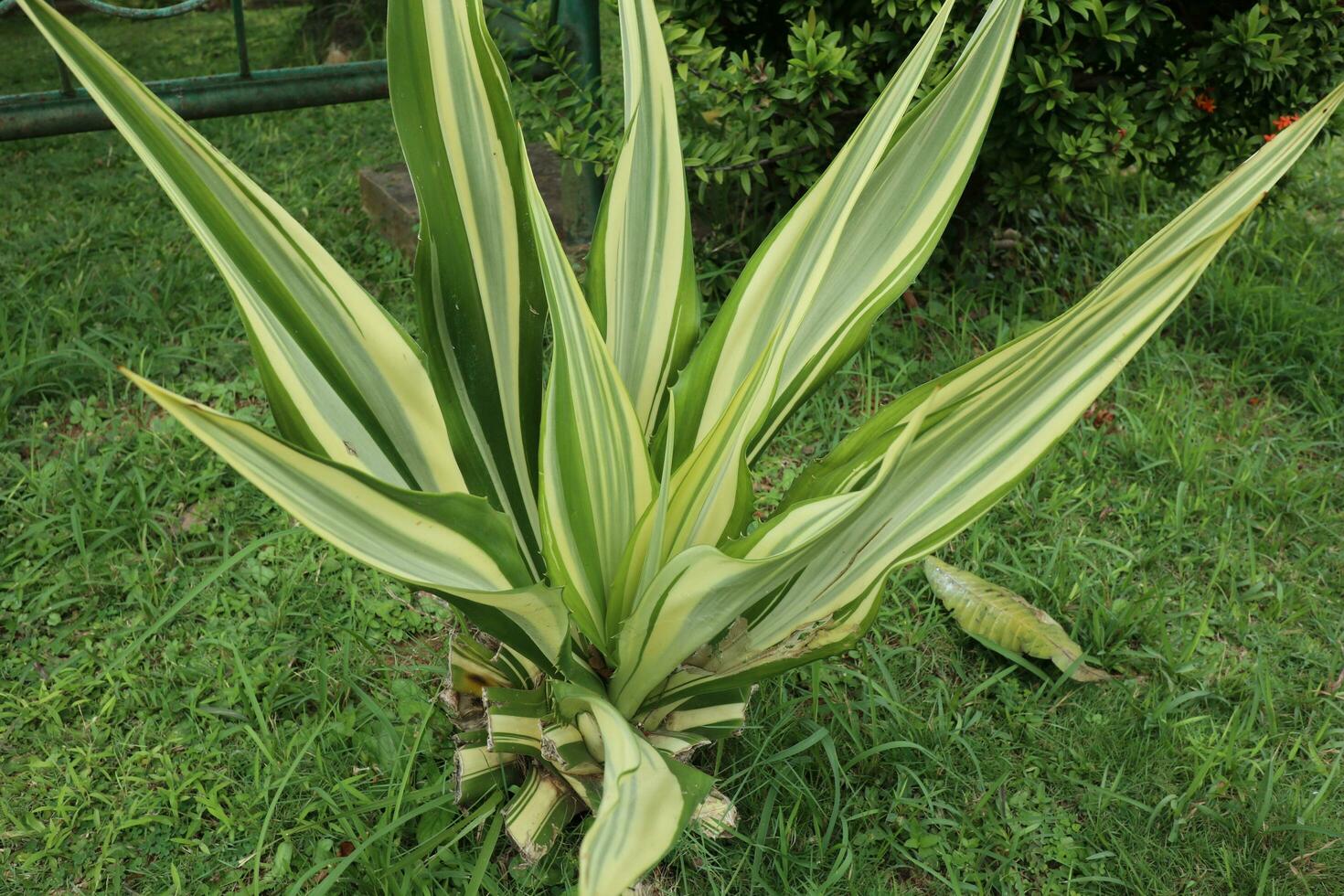 Agave, a plant that has thorns photo