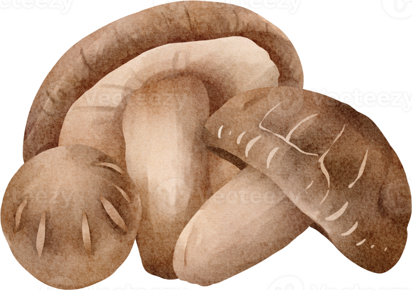 watercolor shiitake mushroom 23296545 PNG