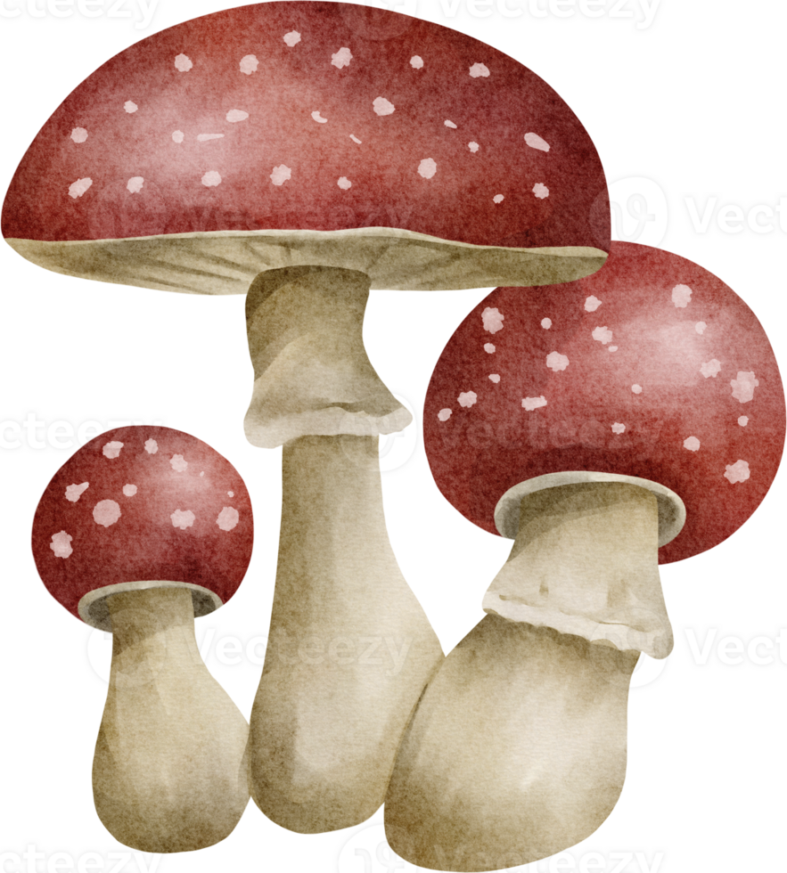 mushroom watercolor clip art png