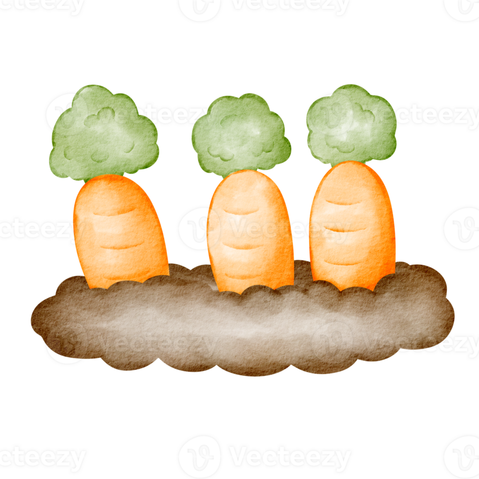 watercolor carrot farm png