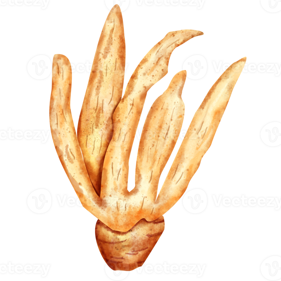 watercolor finger root png