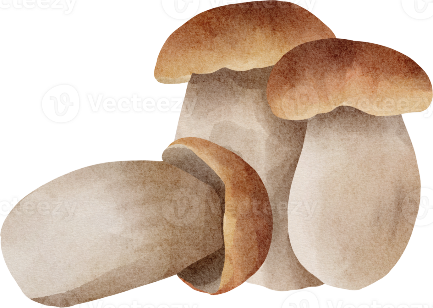 watercolor Boletus mushroom png