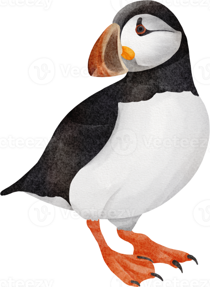 watercolor bird clip art png