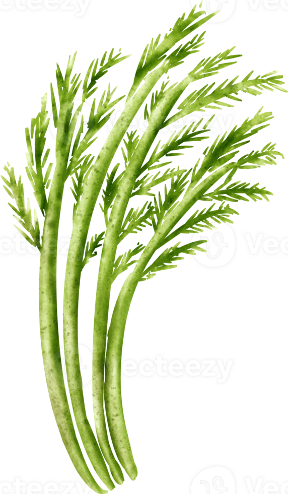 watercolor dill vegetable png