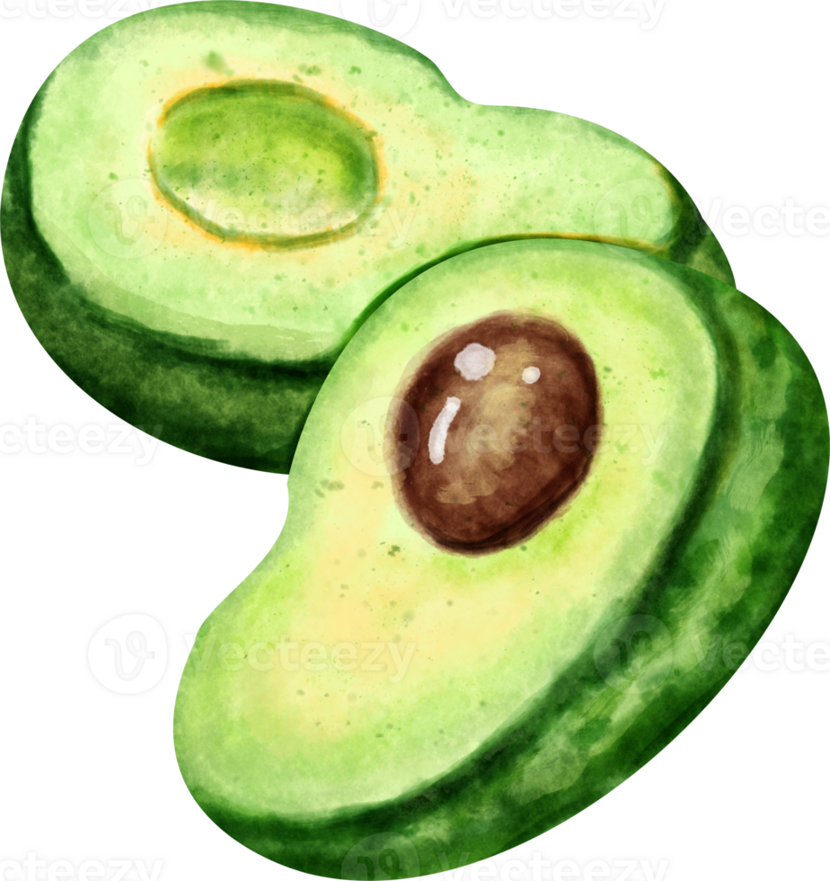 watercolor avocado clip art png