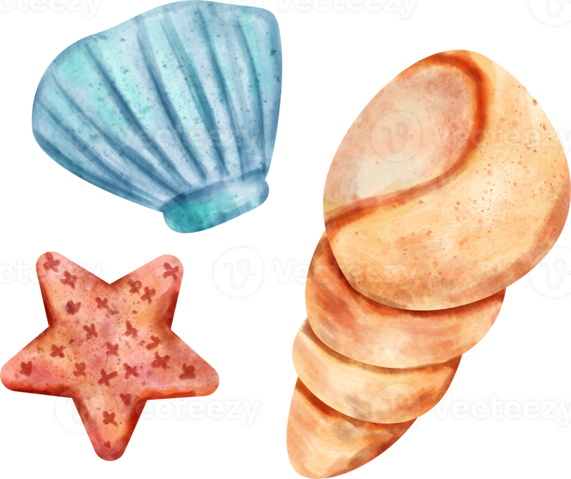 watercolor shells clip art png
