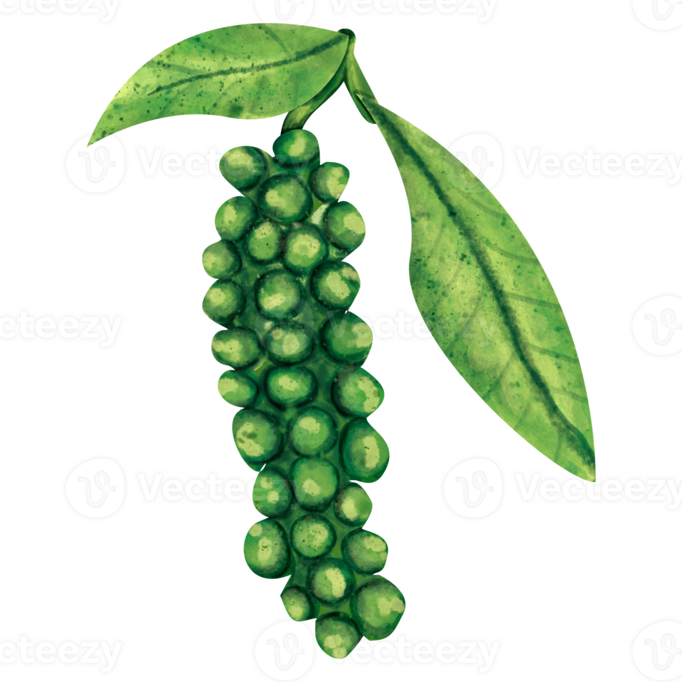watercolor Black pepper png