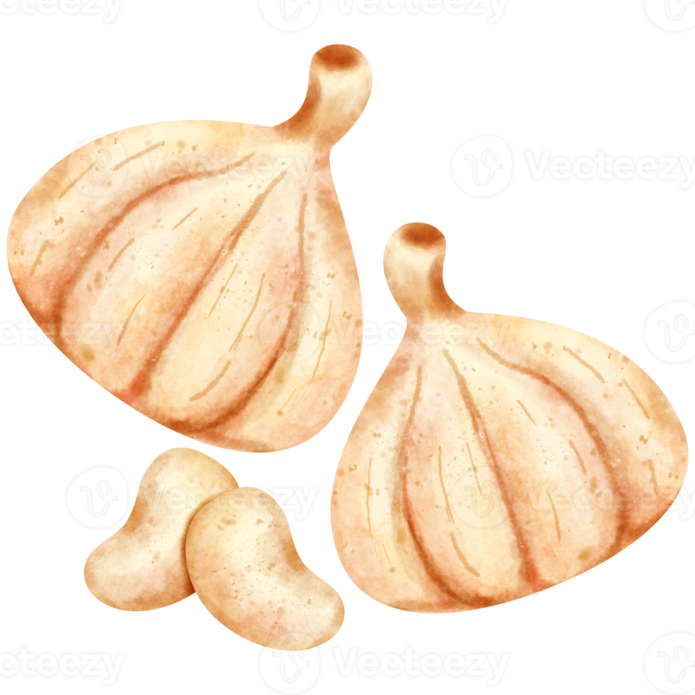 watercolor Garlic vegetable png