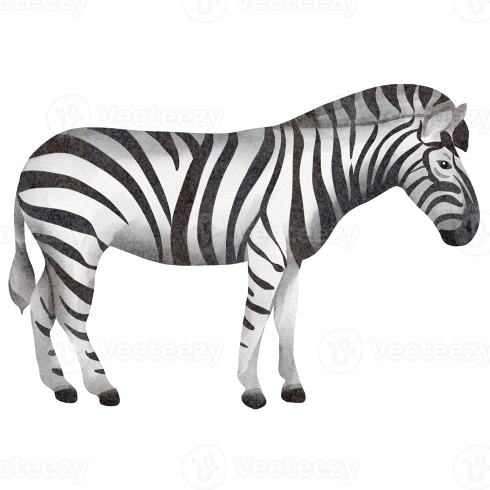 watercolor zebra clip art png