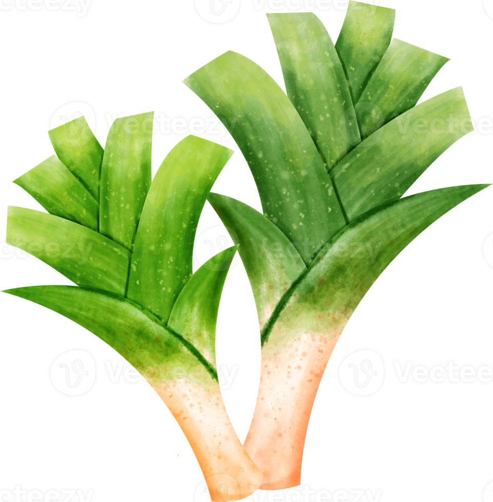 watercolor leek vegetable png