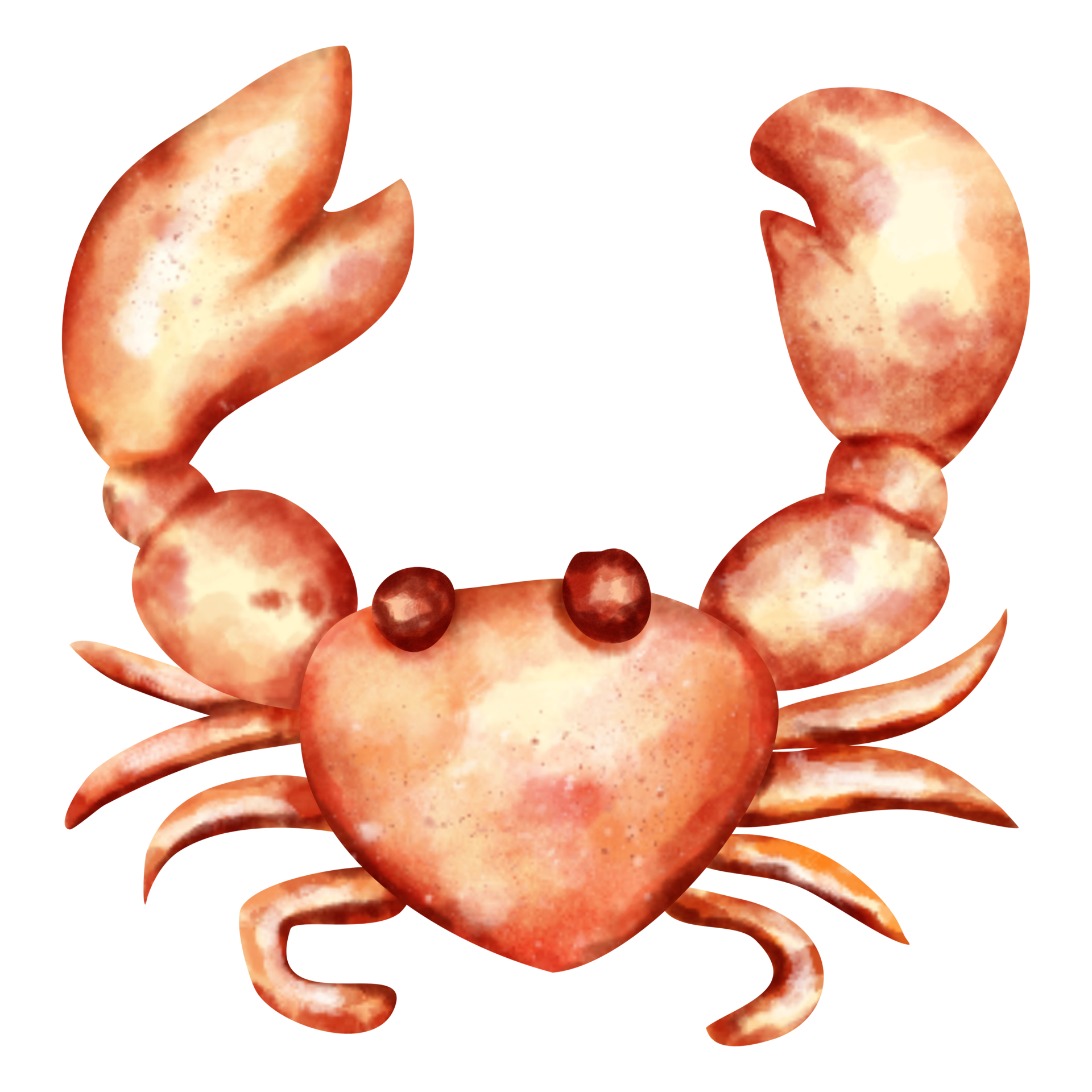 Clipart De Crevettes Aquarelle PNG , Aquarelle, Océan, Mer Image