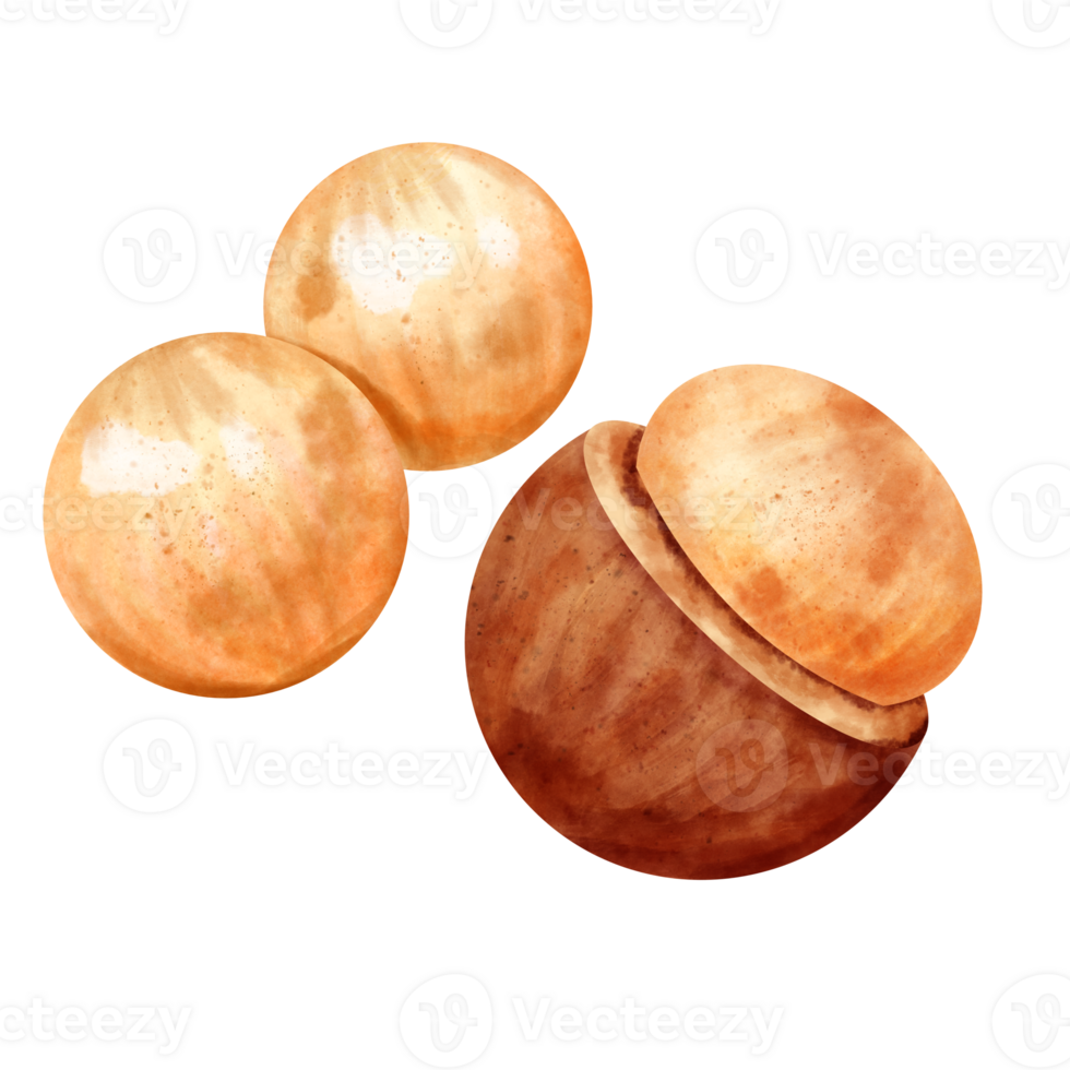 watercolor Macadamia clip art png