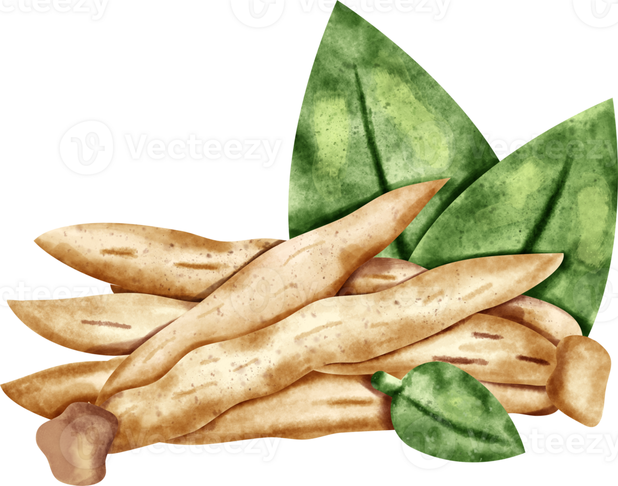 watercolor Finger root png