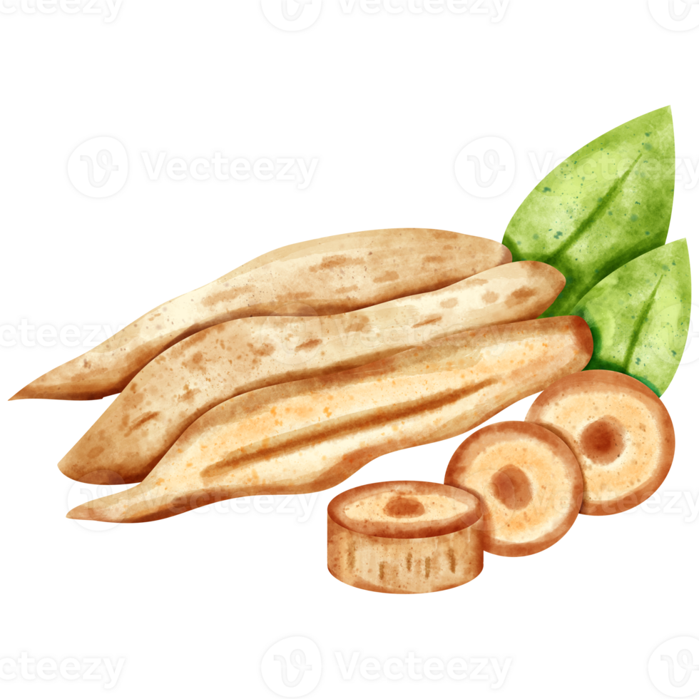 watercolor Finger root png